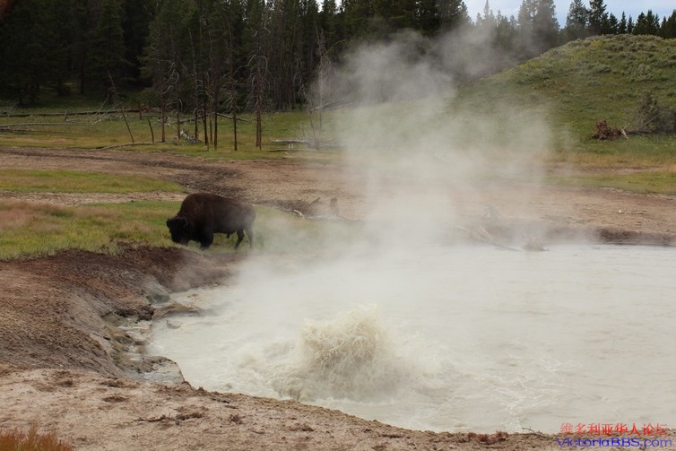 yellowstone 839.JPG