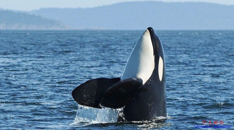 FEATURE-Spyhopping-killer-whale-photo-Valerie-Shore-900x500.jpg